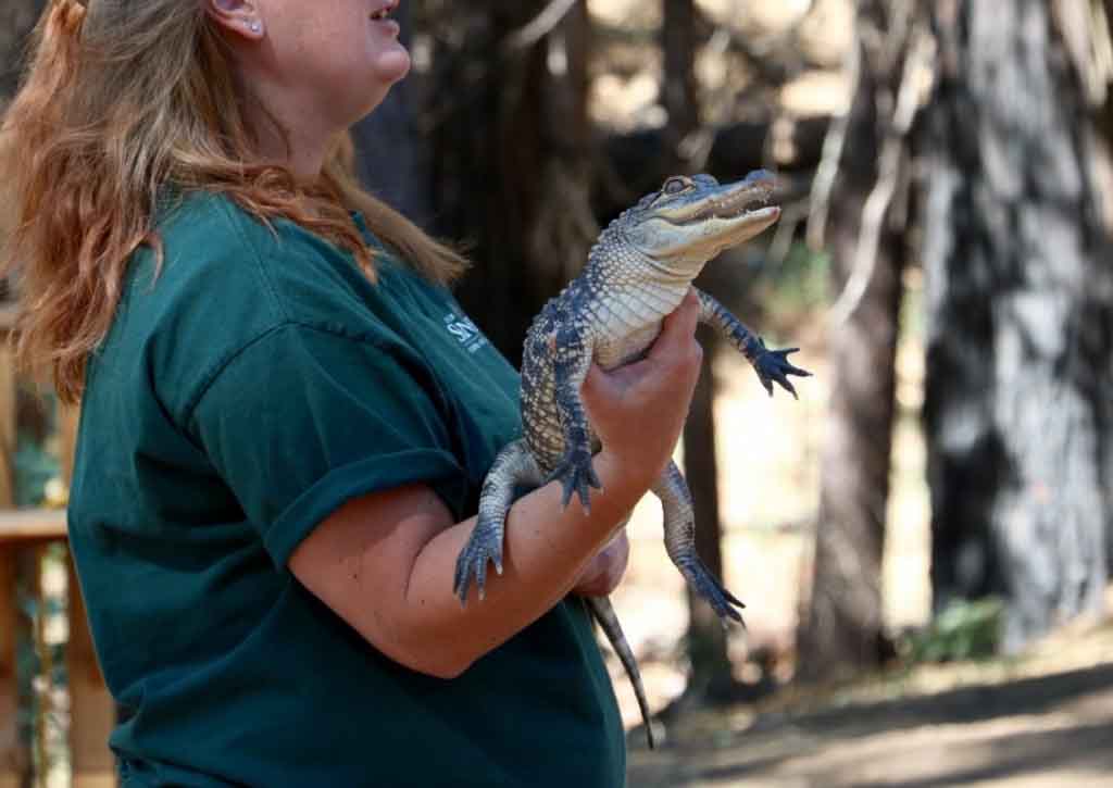 Wildlife at Camp Tawonga